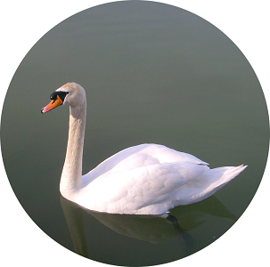 Hatty� a Balatonon